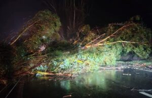 Ante caída de árboles suspenden el tránsito por Ruta de la Madera