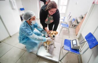 Más de mil mascotas fueron esterilizadas en campaña gratuita realizada en Chiguayante
