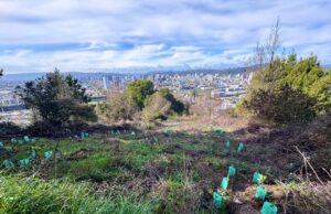 Comenzó la restauración ecológica del Cerro Chepe