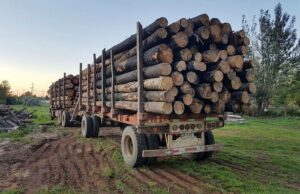Siete empresas madereras fueron imputadas por receptación de madera robada en Biobío y La Araucanía