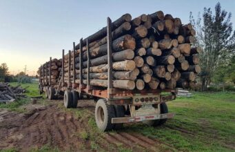 Siete empresas madereras fueron imputadas por receptación de madera robada en Biobío y La Araucanía