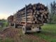 Siete empresas madereras fueron imputadas por receptación de madera robada en Biobío y La Araucanía