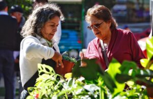 Elige Vivir Sano y Ministerio de Desarrollo Social llaman a postular a fondo para proyectos comunitarios saludables
