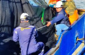 Incautan redes de cerco y 15 toneladas de sardina y anchoveta en fiscalización en Biobío