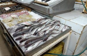 Este lunes 1 de septiembre comienza la veda de la merluza común