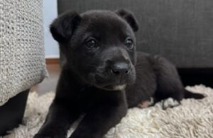 Perros rescatados buscan un hogar este fin de semana en Concepción