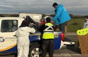 Activan protocolo de rescate ante el varamiento de un lobo marino juvenil en San Pedro de la Paz