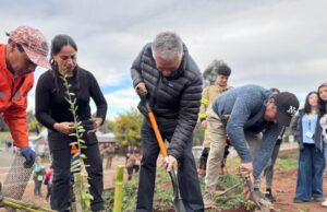 Reforestan con especies nativas zonas afectadas por incendios en Mulchén