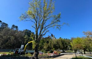 Refuerzan programa de mantención de arbolado urbano en Concepción