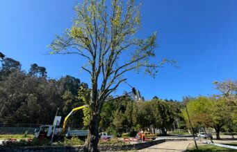 Refuerzan programa de mantención de arbolado urbano en Concepción