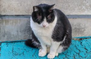 Abuela denunció a nieto de 18 años por matar a su gata: joven será formalizado por maltrato animal