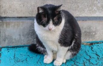Abuela denunció a nieto de 18 años por matar a su gata: joven será formalizado por maltrato animal