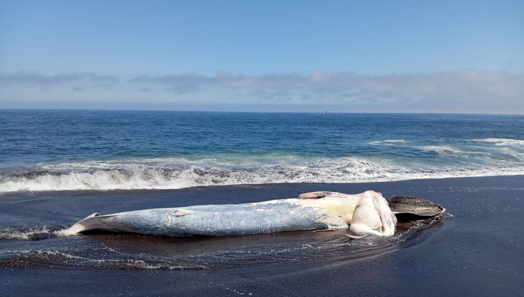 a03bda2d-15ce-4b5e-a850-a97de1f0522b