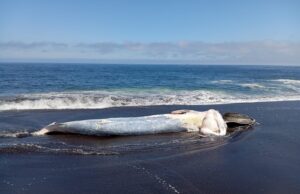 Ballena de más de 5 metros varó en costas del Biobío