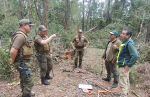 CONAF denuncia ante el Ministerio Público tala ilegal de bosque nativo en el Parque Nacional Nonguén