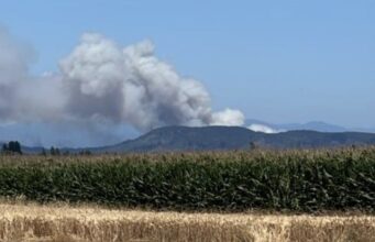 Declaran Alerta Roja en Mulchén por incendio forestal que amenaza a 200 viviendas