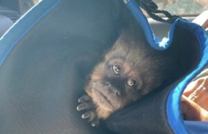 Operativo permite recuperar mono que se había escapado de zoológico