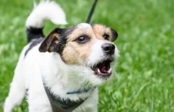 Corte penquista condena a mujer por los ladridos de su perro