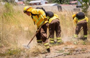 CONAF Y MOP ejecutarán 732 kilómetros de cortafuegos para prevenir incendios forestales en Biobío