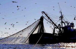 Reducen 15% cuota de captura de merluza común: PacificBlu responde que “confirma el fracaso de la gestión pesquera”