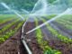 Mejoran canal de riego en Butalelbún y fortalecen la agricultura de familias pehuenches en Alto Biobío
