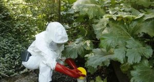 Confirman muerte de menor de 12 años por virus Hanta en Bío Bío