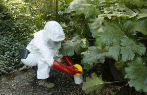 Confirman muerte de menor de 12 años por virus Hanta en Bío Bío