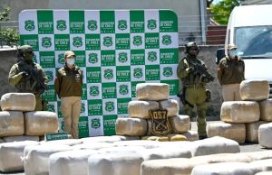 Desarticulan organización criminal que operaba en Biobío: incautan más de 37 mil plantas de marihuana