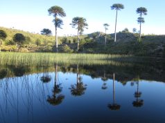 Reserva Nacional Altos de Pemehue reabre al público tras acuerdo histórico con comunidad pehuenche