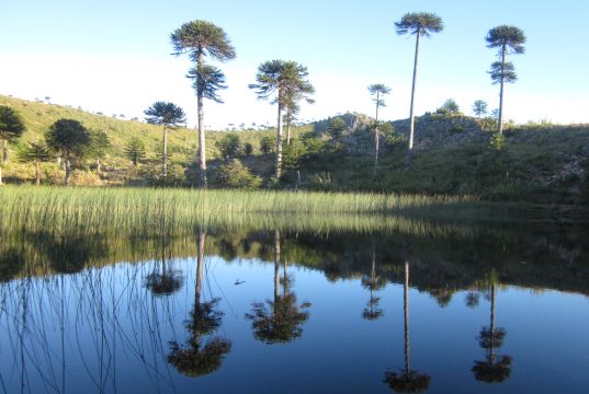 Reserva Nacional Altos de Pemehue reabre al público tras acuerdo histórico con comunidad pehuenche