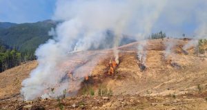 CONAF autoriza temporalmente el uso del fuego en Biobío con restricciones por zonas