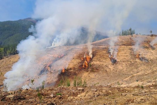 CONAF autoriza temporalmente el uso del fuego en Biobío con restricciones por zonas