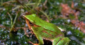 Gobierno reingresa decreto que aprueba plan de conservación de Ranita de Darwin