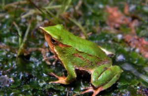 Gobierno reingresa decreto que aprueba plan de conservación de Ranita de Darwin