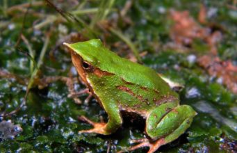 Gobierno reingresa decreto que aprueba plan de conservación de Ranita de Darwin