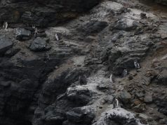 Gobierno retiró 43 decretos ambientales que protegían parques nacionales y fauna nativa