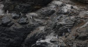 Gobierno retiró 43 decretos ambientales que protegían parques nacionales y fauna nativa