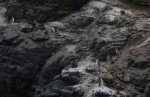 Gobierno retiró 43 decretos ambientales que protegían parques nacionales y fauna nativa