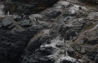 Gobierno retiró 43 decretos ambientales que protegían parques nacionales y fauna nativa