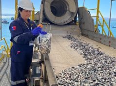 Comenzó la temporada de captura de sardina común y anchoveta en Ñuble y Biobío