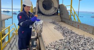 Comenzó la temporada de captura de sardina común y anchoveta en Ñuble y Biobío