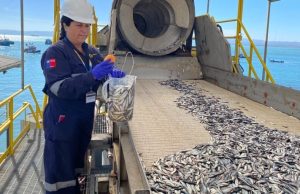 Comenzó la temporada de captura de sardina común y anchoveta en Ñuble y Biobío