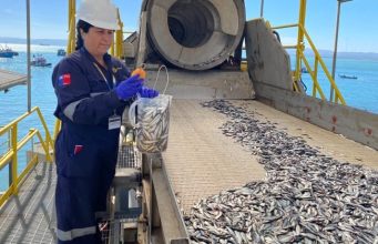 Comenzó la temporada de captura de sardina común y anchoveta en Ñuble y Biobío
