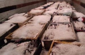 En control carretero del Biobío incautan más de 9 toneladas de merluza común de origen ilegal