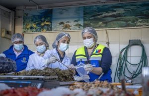 Refuerzan fiscalización de pescados y mariscos en Semana Santa en el Biobío