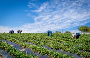 Transfieren más de $1.324 millones en apoyo a agricultores del Biobío ante alza de precios