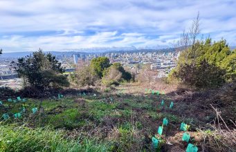 Restauración ecológica del Cerro Chepe logra 90% de prendimiento de plantas nativas