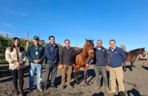 Realizan operativo a cerca de 150 caballos para prevenir la Anemia Infecciosa Equina en Biobío