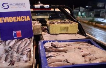 Fiscalización en la Ruta del Itata terminó con la incautación de 1,7 toneladas de merluza común