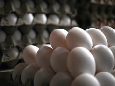 Sernac tras fiscalización a venta de huevos aclara que concepto de “gallinas felices” es ilegal
